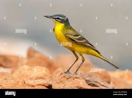 Attēlu rezultāti vaicājumam “Motacilla flava flava adult”