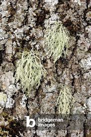 Attēlu rezultāti vaicājumam “Ramalina farinacea”