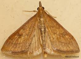 Attēlu rezultāti vaicājumam “Mollisia uda”