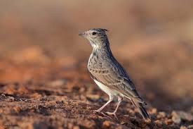 Image result for Calandrella rufescens