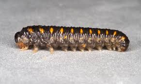 Attēlu rezultāti vaicājumam “Tenthredo mandibularis”