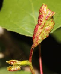 Attēlu rezultāti vaicājumam “Thecabius affinis”