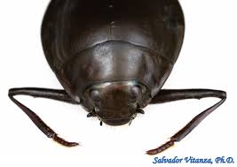 Attēlu rezultāti vaicājumam “Gyrinidae”