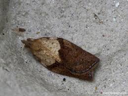 Attēlu rezultāti vaicājumam “Colostygia pectinataria female”