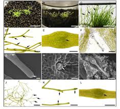 Attēlu rezultāti vaicājumam “Riccia canaliculata”