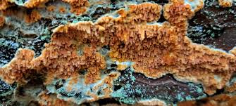 Attēlu rezultāti vaicājumam “Leucogyrophana mollusca”