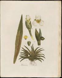 Attēlu rezultāti vaicājumam “Stratiotes aloides”