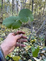 Attēlu rezultāti vaicājumam “Alliaria petiolata”