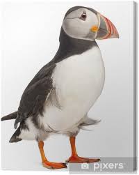 Image result for Fratercula arctica