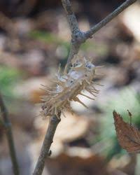 Attēlu rezultāti vaicājumam “Akanthomyces aculeatus”