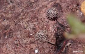 Attēlu rezultāti vaicājumam “Lamproderma gulielmae”