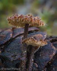 Attēlu rezultāti vaicājumam “Auriscalpium vulgare”