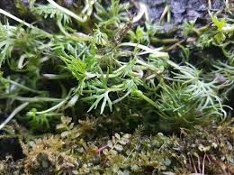 Attēlu rezultāti vaicājumam “Hygrohypnum luridum sporophyte”