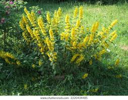 Attēlu rezultāti vaicājumam “Lysimachia vulgaris flower”