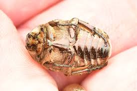 Attēlu rezultāti vaicājumam “Potosia cuprea imago”