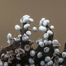 Attēlu rezultāti vaicājumam “Physarum leucophaeum”