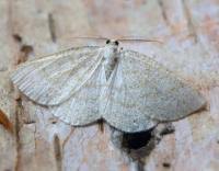 Attēlu rezultāti vaicājumam “Cabera exanthemata male”