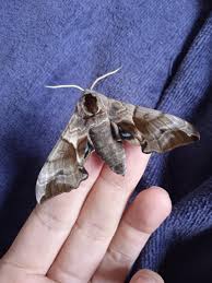 Attēlu rezultāti vaicājumam “Smerinthus ocellata”