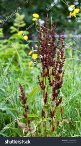 Attēlu rezultāti vaicājumam “Rumex confertus fruit”