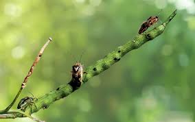 Attēlu rezultāti vaicājumam “Lycogala exiguum aggr.”