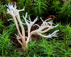 Attēlu rezultāti vaicājumam “Ramariopsis kunzei”