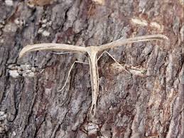 Attēlu rezultāti vaicājumam “Adaina microdactyla”