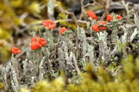 Attēlu rezultāti vaicājumam “Cladonia coccifera”