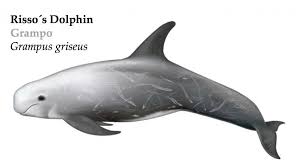 Image result for Grampus griseus