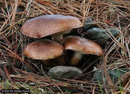 Attēlu rezultāti vaicājumam “Tricholoma sp.”
