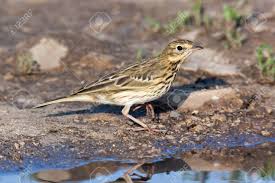 Attēlu rezultāti vaicājumam “Anthus trivialis”