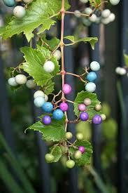 Attēlu rezultāti vaicājumam “Ampelopsis glandulosa var. brevipedunculata”