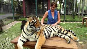 Image result for BERKSHIRE TIGERS THAI