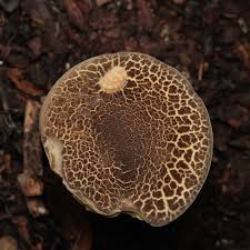 Attēlu rezultāti vaicājumam “Retinia resinella exuvia”