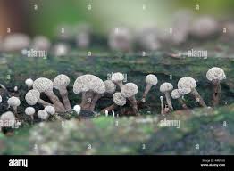 Attēlu rezultāti vaicājumam “Phleogena faginea”