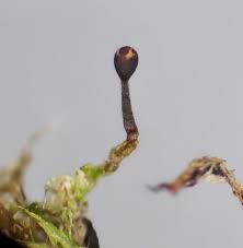 Attēlu rezultāti vaicājumam “Trichia flavicoma”