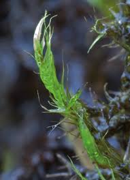Attēlu rezultāti vaicājumam “Campyliadelphus elodes”
