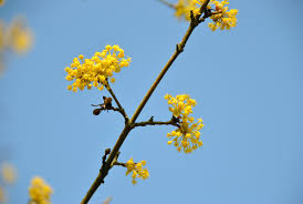 Attēlu rezultāti vaicājumam “Cornus mas”