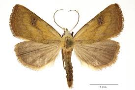 Attēlu rezultāti vaicājumam “Rivula sericealis”