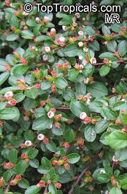 Attēlu rezultāti vaicājumam “Cotoneaster multiflorus”