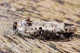 Attēlu rezultāti vaicājumam “Hedya salicella”