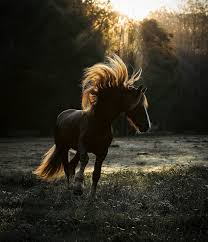 Image result for chestnut friesian