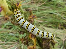 Attēlu rezultāti vaicājumam “Shargacucullia scrophulariae larva”