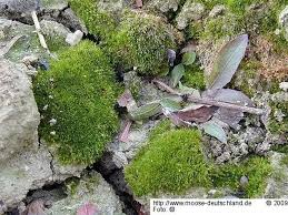 Attēlu rezultāti vaicājumam “Dicranella schreberiana”