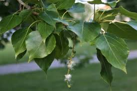 Attēlu rezultāti vaicājumam “Populus x berolinensis”