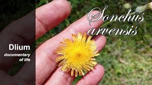 Attēlu rezultāti vaicājumam “Sonchus arvensis subsp. uliginosus fruit”