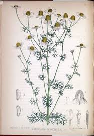 Attēlu rezultāti vaicājumam “Matricaria chamomilla”