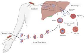Attēlu rezultāti vaicājumam “Diachea muscorum plasmodium”