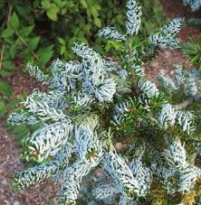 Attēlu rezultāti vaicājumam “Abies veitchii”