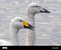 Attēlu rezultāti vaicājumam “Cygnus cygnus juvenile”