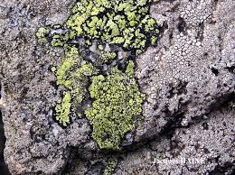 Attēlu rezultāti vaicājumam “Rhizocarpon geographicum”